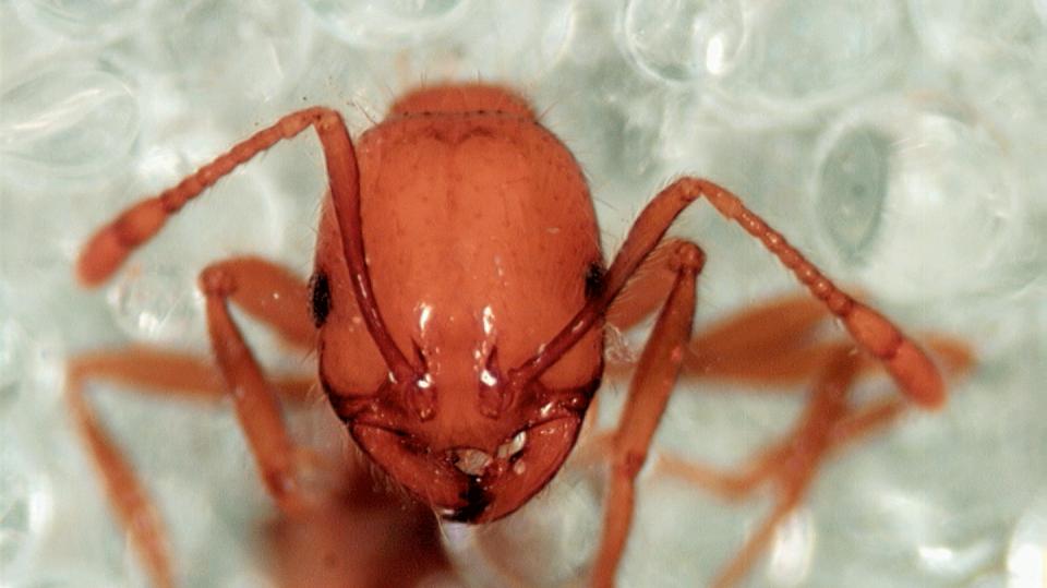 Mravenec rodu Solenopsis